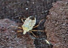 Apodiphus integriceps