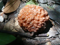 Landolphia nitidula