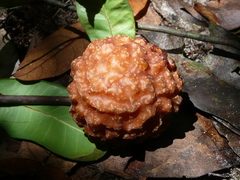 Landolphia nitidula