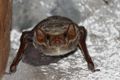 Taphozous mauritianus