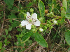 Rubus canadensis