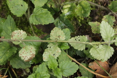 Puccinia veronicae