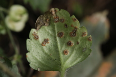 Puccinia veronicae
