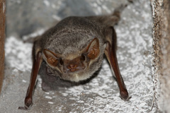 Taphozous mauritianus