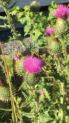 Cirsium vulgare