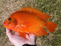 Amphilophus citrinellus