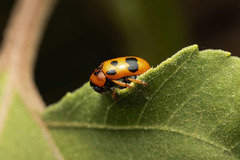 Clytra atraphaxidis