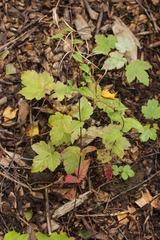 Puccinia pulverulenta