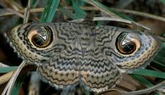 Calliodes pretiosissima