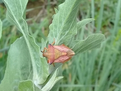 Carpocoris mediterraneus atlanticus