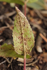 Puccinia pulverulenta