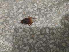 Periplaneta americana