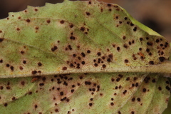 Puccinia pulverulenta