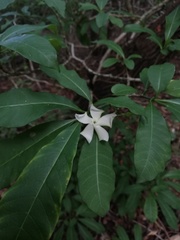 Tabernaemontana amygdalifolia
