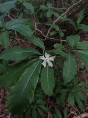 Tabernaemontana amygdalifolia