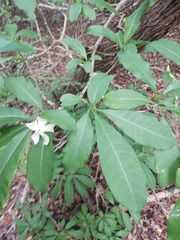 Tabernaemontana amygdalifolia