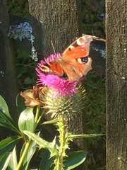 Aglais io