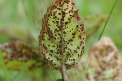 Puccinia pulverulenta