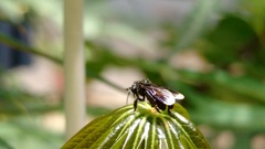 Frieseomelitta nigra