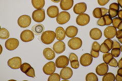 Puccinia pulverulenta