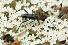 Chlorophorus ruficornis