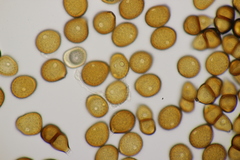 Puccinia pulverulenta