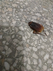 Periplaneta americana