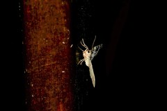 Eustroma reticulata