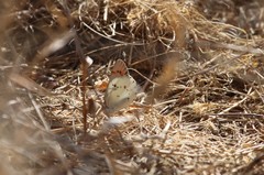 Colotis danae eupompe