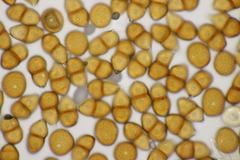Puccinia pulverulenta