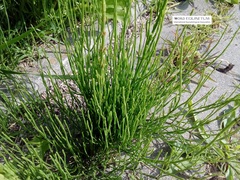 Equisetum arvense