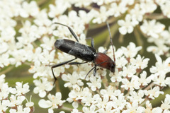 Chlorophorus ruficornis
