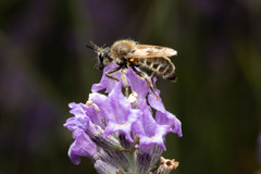 Choerades fuliginosa