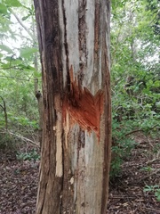 Condamineeae