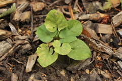 Puccinia violae