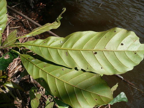 Uapaca guineensis image