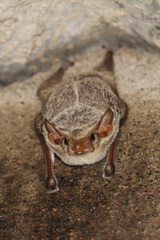 Taphozous mauritianus