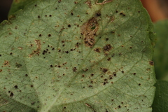 Puccinia violae