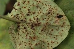 Puccinia violae