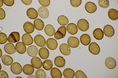 Puccinia violae