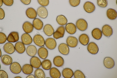 Puccinia violae