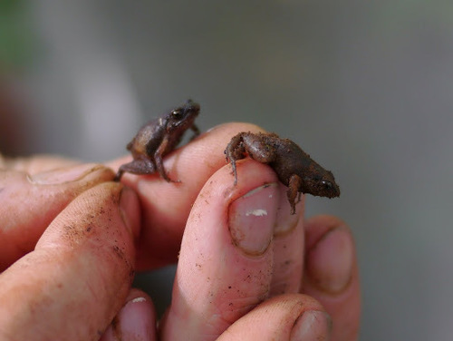 Arthroleptis sylvaticus