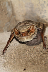 Taphozous mauritianus