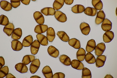 Puccinia violae