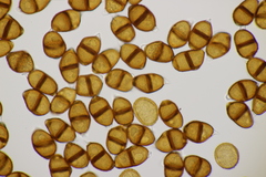 Puccinia violae