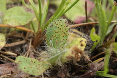 Puccinia hieracii piloselloidarum