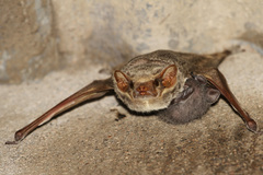 Taphozous mauritianus