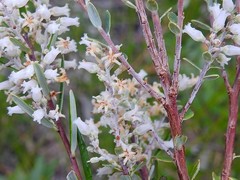 Agiortia pedicellata