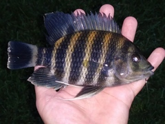 Heterotilapia buettikoferi