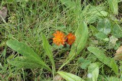 Puccinia hieracii piloselloidarum